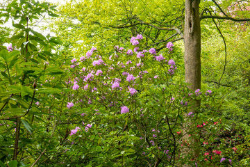 rhododendron
