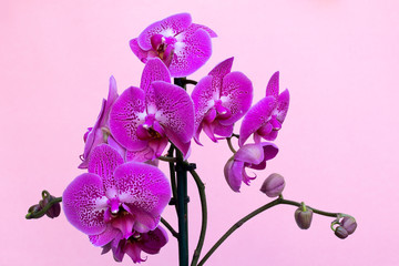 beautiful purple Phalaenopsis orchid flowers on pink background