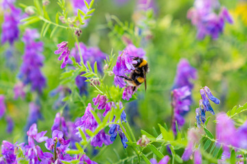 Bee on Lavender