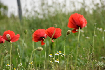 field of red poppies