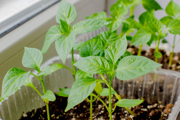 Seedlings from tomato seeds at home in the sunlight.