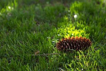A brown bump lies on a green saturated grass in the sunset light of the sun close-up