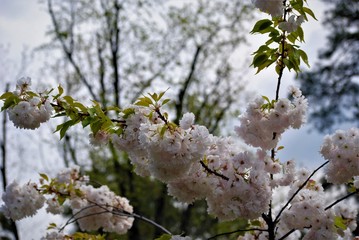 blooming cherry tree