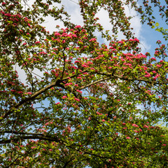 Bush and pink flowers