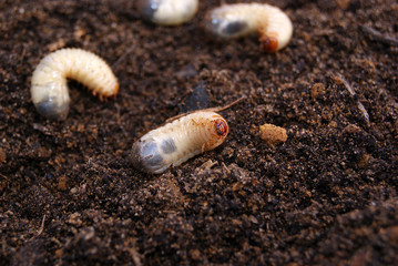 May beetle larva on the ground against a blurred background of other larvae and earth