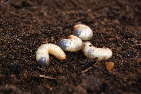 May beetle larva on the ground against a blurred background of other larvae and earth