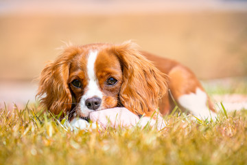 Cavalier King Charles Spaniel Puppy