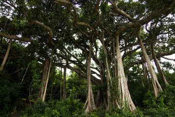 ancient trees in the forest