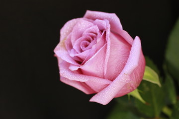 pink rose on black background