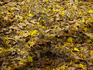 Yellow leaf pattern, leaf background