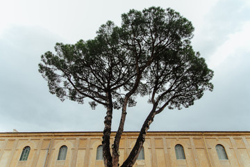 old tree in the old town