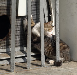 cat in basement window