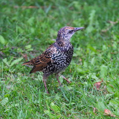 City Starling in the grass