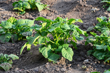 Potato sprouts in the soil,  agriculture photo