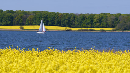 Segeln auf der Schlei