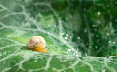 a snail baby on a ciclamen leaf moves from left to right.emerald green leaf with gray veins. in the background there are glare bokeh , in the form of stars. shot on vintage lens  Volna 