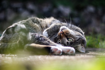 Tabby mackerel  Cat. Curious cute male cat playing in the garden