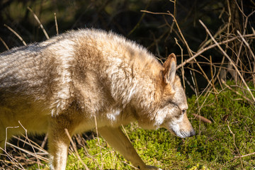 Czechoslovakian wolf