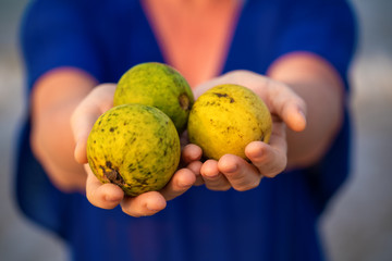 Woman holds guava fruit on seashore