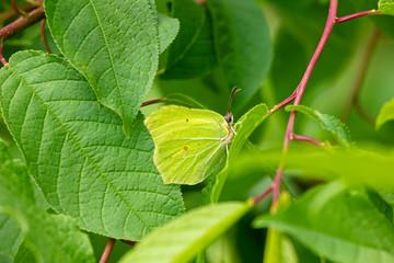 butterfly cabbage disguises itself in green leaves, wildlife, green background