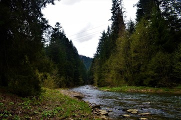 river in the woods