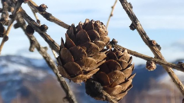 Cono de pino cedro con fondo monta&ntilde;as con nieve