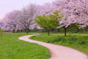 I found a fresh green on the way of the cherry blossom walk.