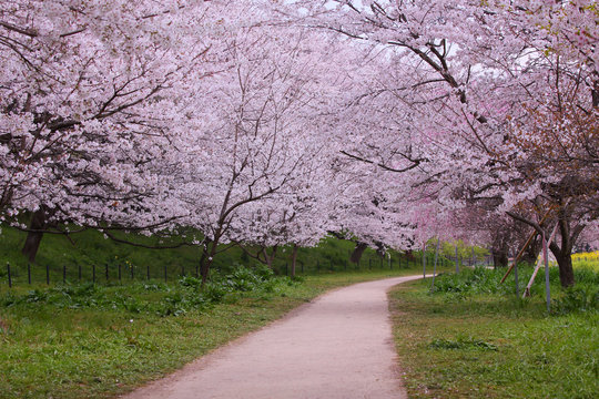 Walk along the path of the cherry blossom tunnel.
