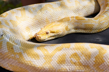 animals, reptiles in captivity in traveling mini zoo