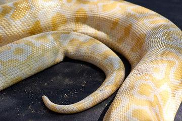 animals, reptiles in captivity in traveling mini zoo