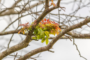 Nature emerging with colorful leaves on a dry tree in winter.