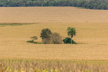 Shrubs and small trees in the midst of dry vegetation in the Brazilian Midwest.