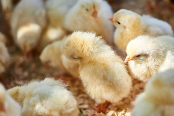 cute baby chicks together in captivity on a nice day