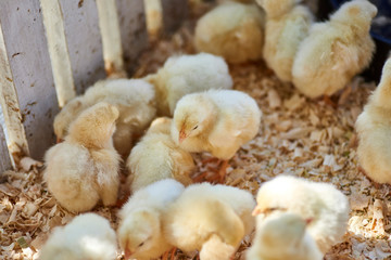 cute baby chicks together in captivity on a nice day