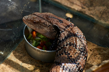 animals, reptiles in captivity in traveling mini zoo
