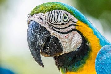 A bird watches closely what happens around it.