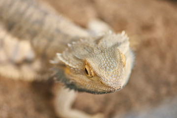 animals, reptiles in captivity in traveling mini zoo