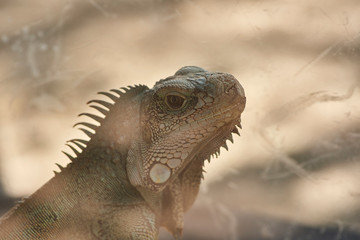 animals, reptiles in captivity in traveling mini zoo