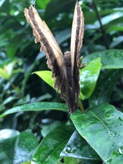 Schmetterling