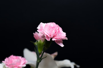 Fototapeta premium Spring bouquet of flowers in white and pink tones on a black background. Carnations. Flowers for mother's Day