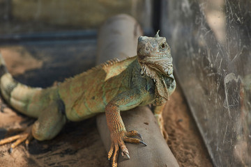 animals, reptiles in captivity in traveling mini zoo