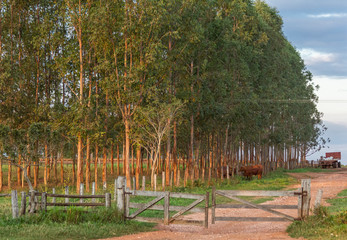 Landscape of a farm with gate at sunny winter evening.