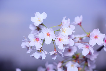 Naklejka na ściany i meble White petals of pretty cherry blossoms on a blue background