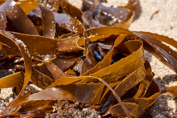 texture and color of cochayuyo-type seaweeds