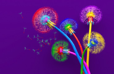 Bouquet of five flowers of blossoming dandelions of unusual colorful colors. Bright multi-colored abstract dandelions on a purple background. Creative conceptual illustration. Сopy space. 3D render