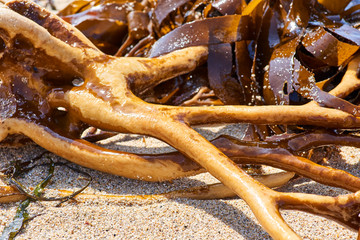 texture and color of cochayuyo-type seaweeds