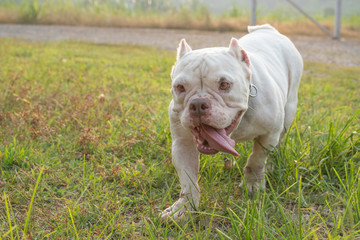 White pitbull dogs are enjoying the morning garden, white   American Exotic Bullies  are playing in the garden.