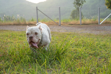 White pitbull dogs are enjoying the morning garden, white   American Exotic Bullies  are playing in the garden.