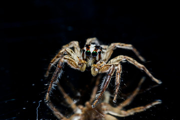 spider