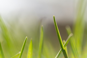 green grass. Macro shooting of grass. Background Wallpaper photo